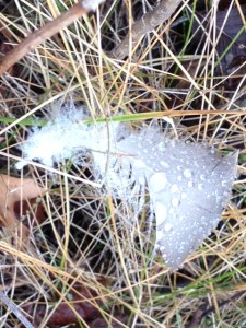 dew feather